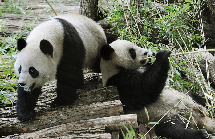 Huan Huan ("happy") and Yuan Zi ("chubby")