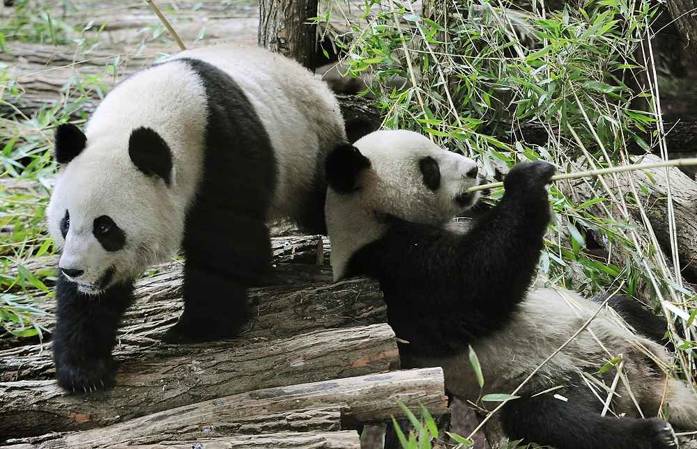 Zoológico da França devolve panda doente e seu companheiro à China