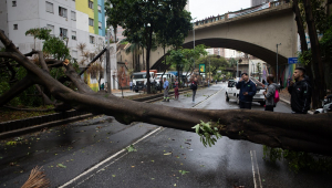 A queda de uma árvore bloqueou parcialmente as duas vias da Avenida 9 de Julho, na altura do Viaduto Major Quedinho, na região central de São Paulo