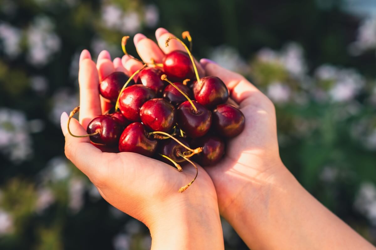 A cereja é uma fruta rica em nutrientes benéficos para a saúde 
