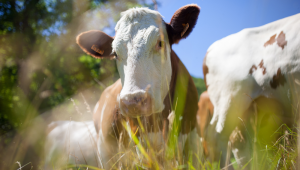 Vaca holandesa pastando