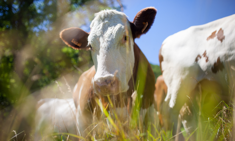 Estudo revela influência humana sobre tamanho de animais domésticos e selvagens