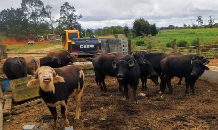 Ten buffalo are in a dirt corral surrounded by wood. A yellow and black tractor is parked near the fence. The sky is cloudy and there are green areas in the background. Buffalos found on the Pinheiros River are transferred to Haras in Suzano (SP) - Disclosure/Government of SP