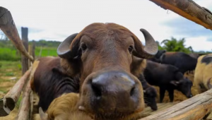 Dez búfalos estão em um curral de terra batida cercado por madeira. Um trator amarelo e preto está estacionado próximo à cerca. O céu está nublado e há áreas verdes ao fundo. Búfalos encontrados no rio Pinheiros são transferidos para haras em Suzano (SP) - Divulgação/Governo de SP