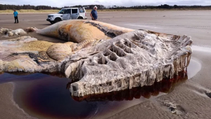 Baleia encontrada no Reino Unido