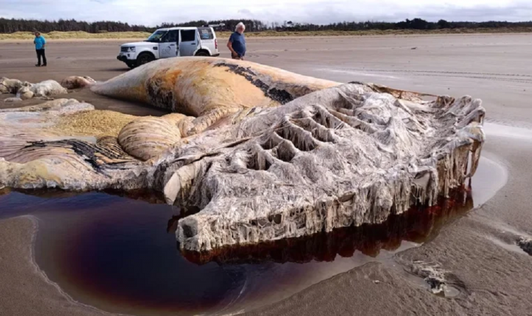 Carcaça de segunda maior espécie de baleia do mundo é encontrada em praia do Reino Unido