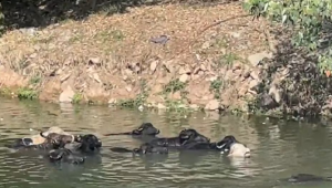Bufalos são vistos tomando banho