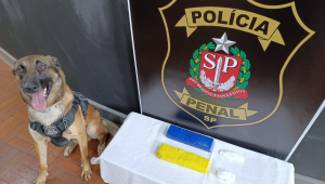 Cachorro da polícia