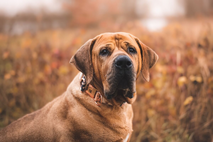 4 características do cachorro da raça tosa inu