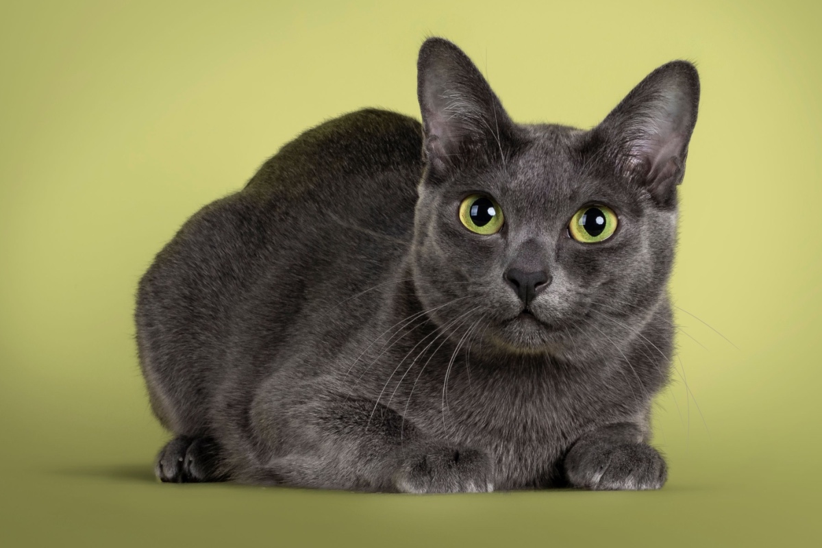 O gato da raça korat é considerado um símbolo de sorte e prosperidade 