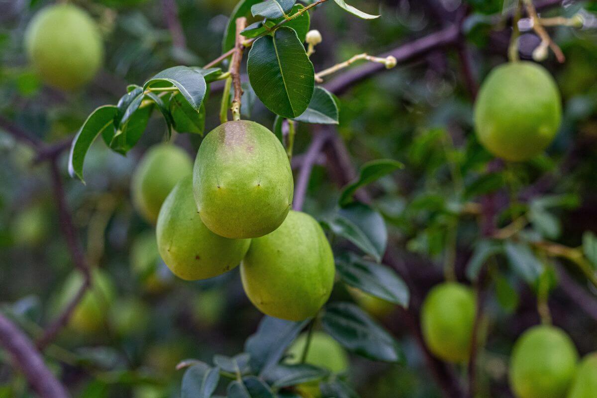 O umbu oferece propriedades nutricionais importantes para o organismo 