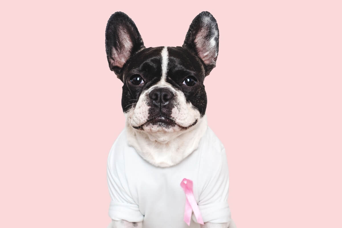 O câncer de mama também é uma doença comum em cadelas 