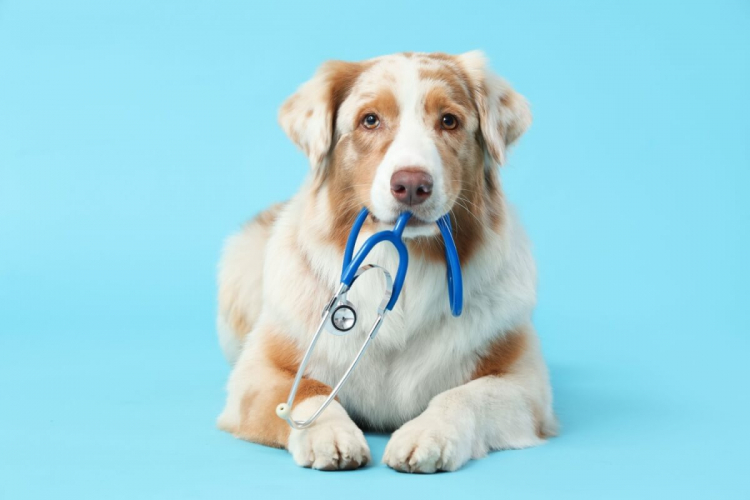 5 mitos sobre os tratamentos de câncer em animais de estimação