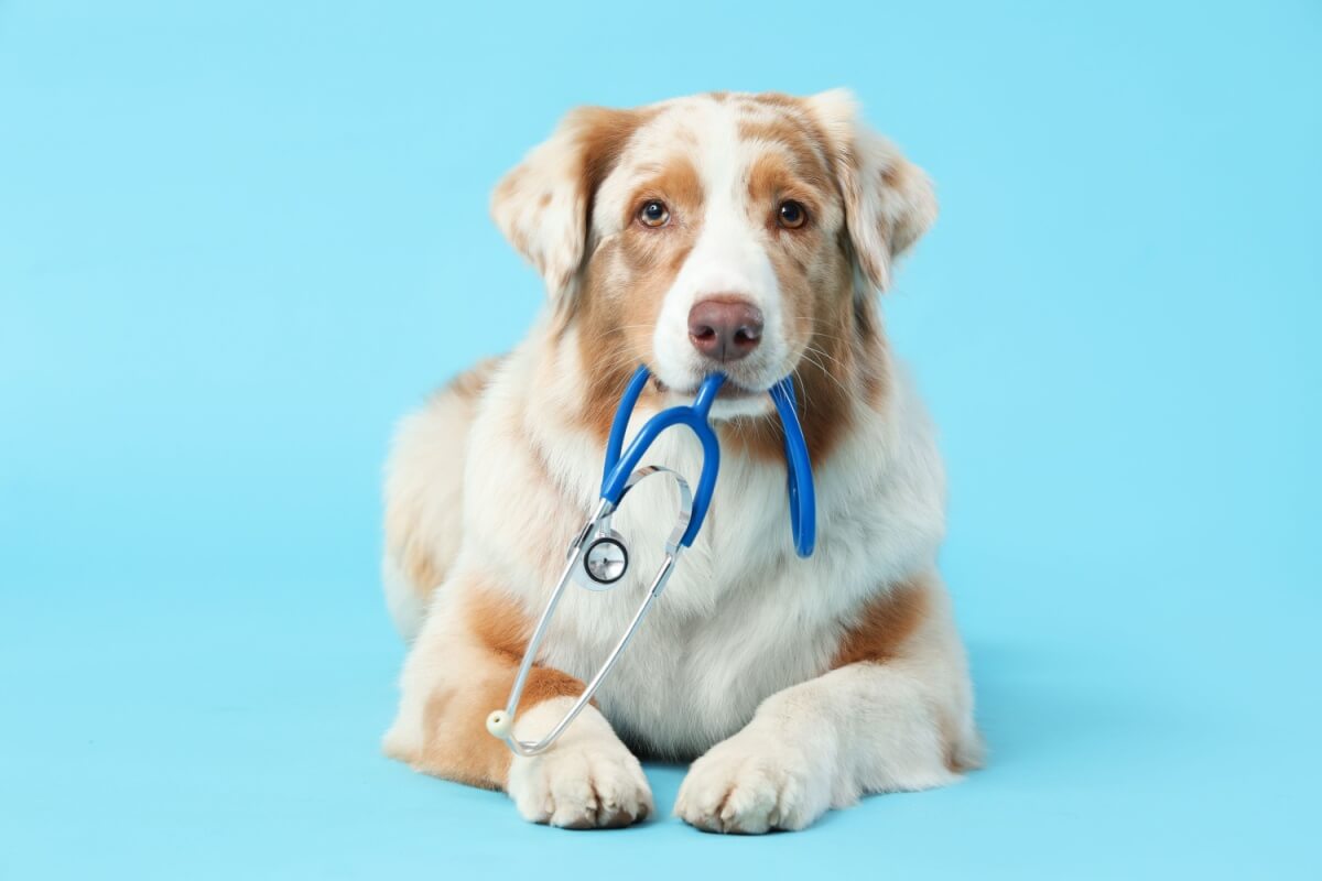 Cães e gatos também podem desenvolver câncer 