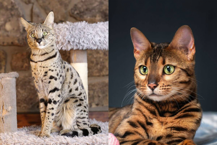 6 diferenças entre os gatos das raças savannah e bengal