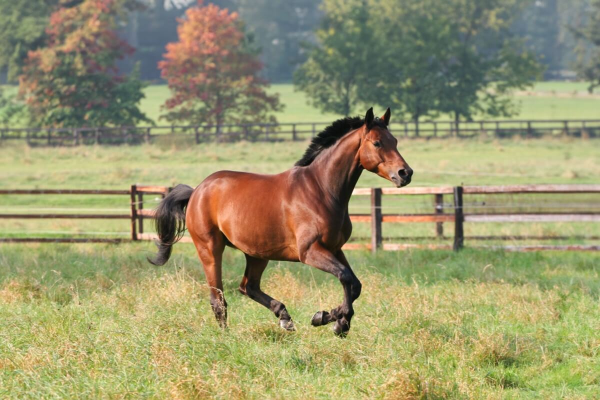 Os cavalos são criaturas cheias de peculiaridades 