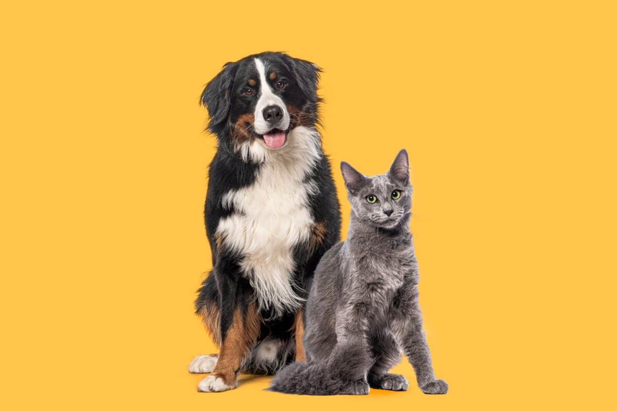 O cuidado com o hálito dos cães e gatos ajuda a evitar diferentes tipos de doenças 