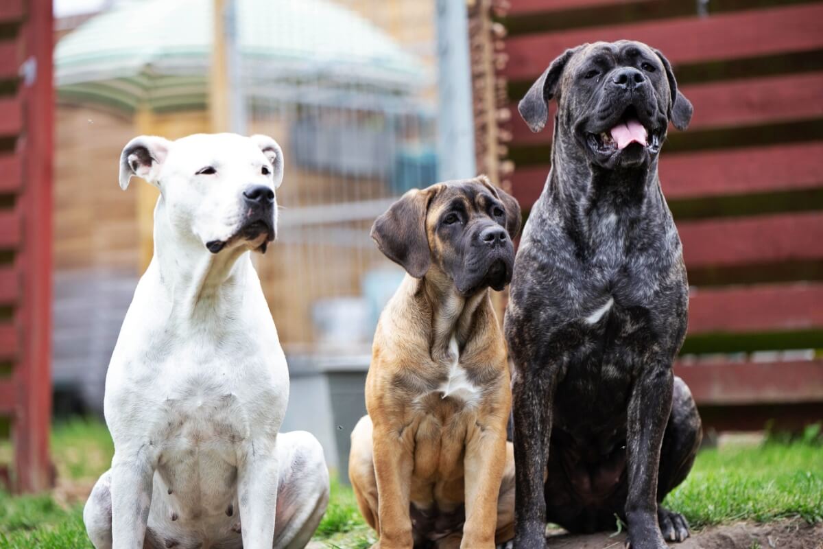 O cane corso e o dogo argentino são cachorros de raças diferentes 