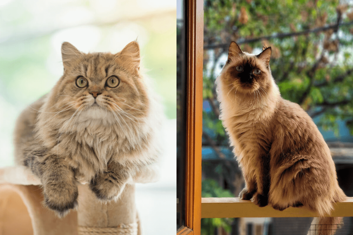 O gato persa e o himalaio podem ser inicialmente confundidos, mas eles têm características únicas 