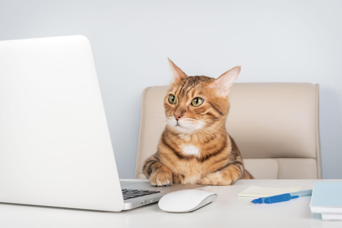 Os gatos curiosos geralmente gostam de explorar caixas e descobrir novos cantinhos dentro da casa 