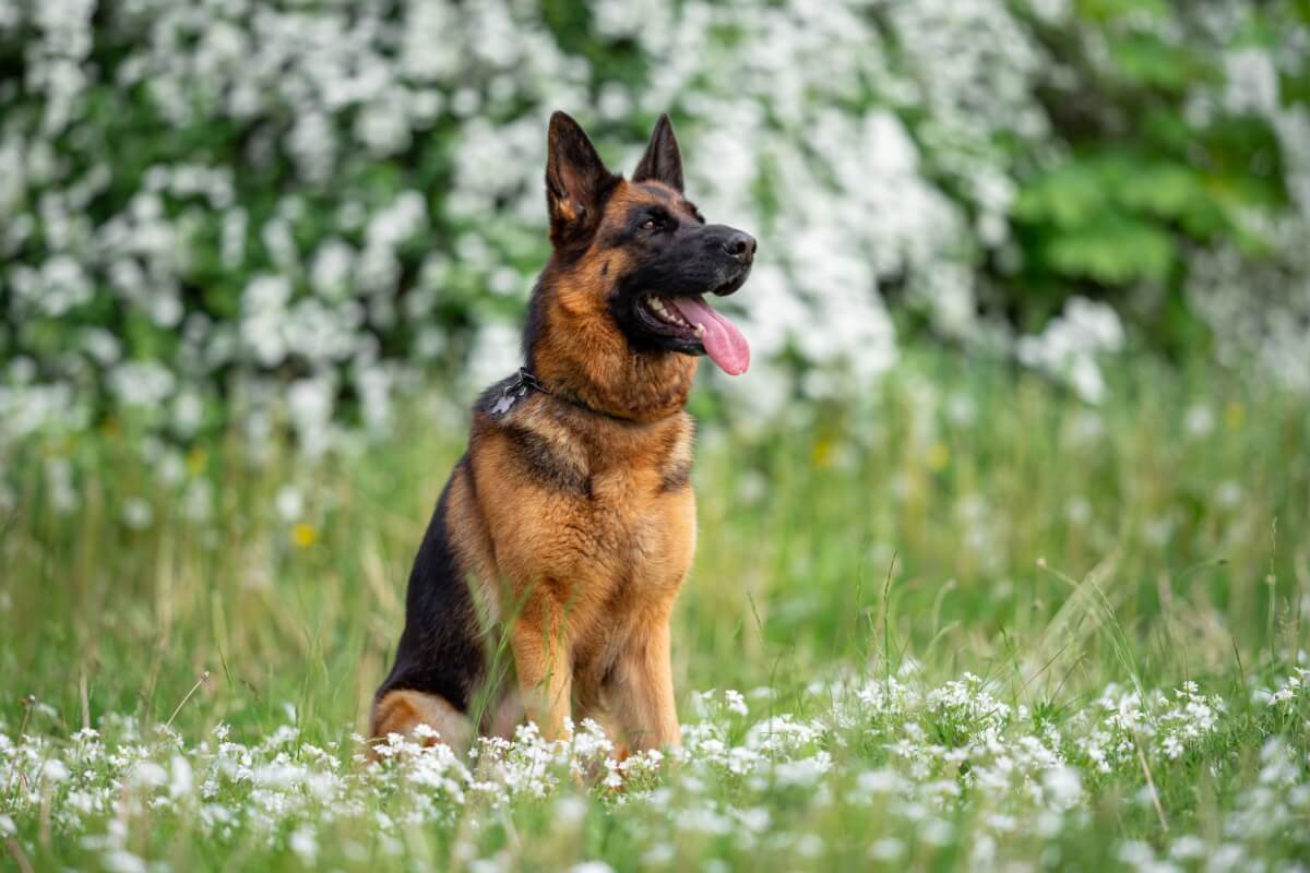 A Alemanha é berço de raças de cachorro populares em todo o mundo 