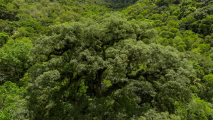 Mata Atlântica perde 2,4 milhões de hectares de floresta nas últimas quatro décadas, segundo levantamento da MapBiomas