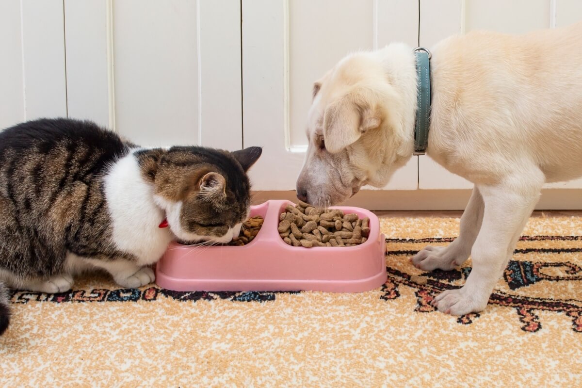 O ambiente no qual o pet vive exerce influência direta sobre seu comportamento alimentar e seu gasto energético 