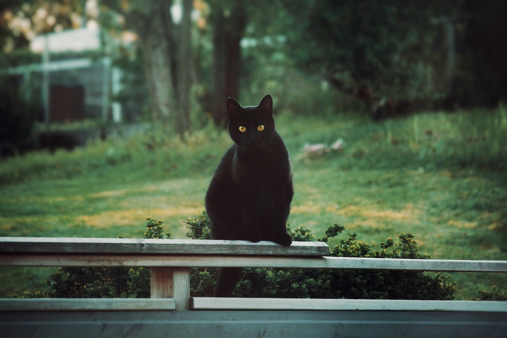 Cidade espanhola proíbe adoção de gatos pretos no Halloween para evitar rituais e maus-tratos