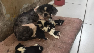 50 animais com sinais de maus-tratos são resgatados em canil clandestino