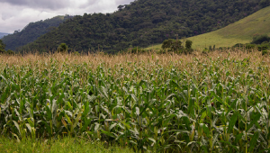 Safra 2025 alcançará 341,9 milhões de toneladas e será 16,8% maior do que a de 2024