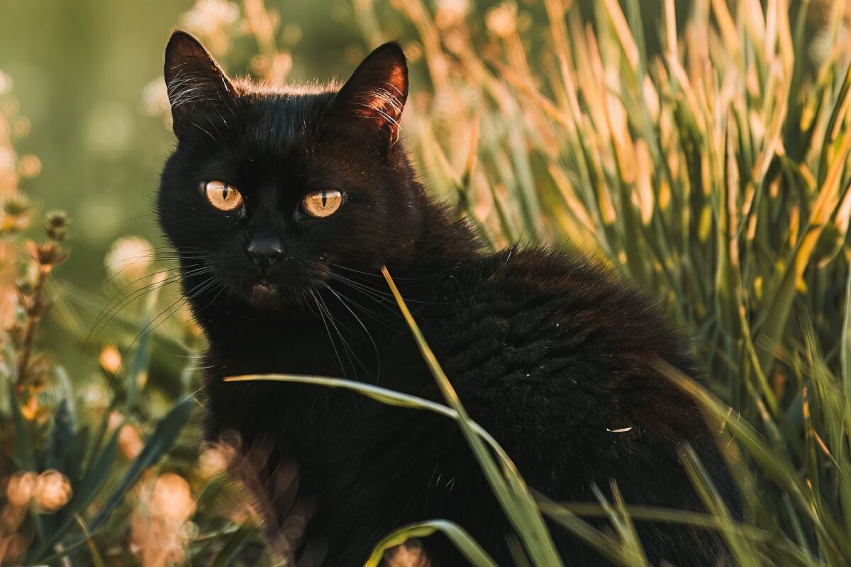 Os gatos pretos também são amorosos e dóceis 
