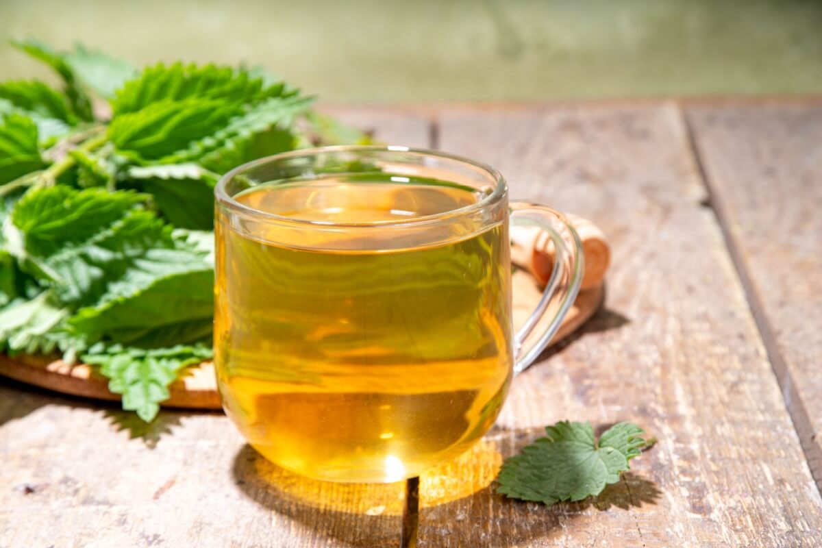 A urtiga é uma planta medicinal que oferece benefícios à saúde 