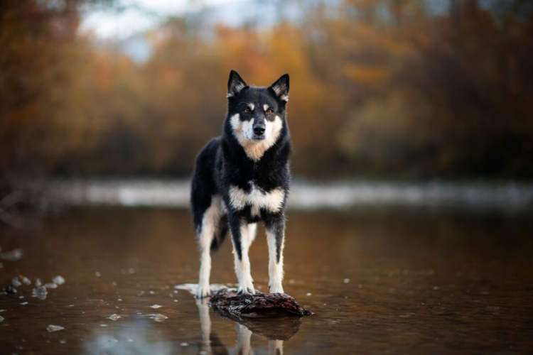 4 características do cachorro da raça pastor finlandês da lapônia