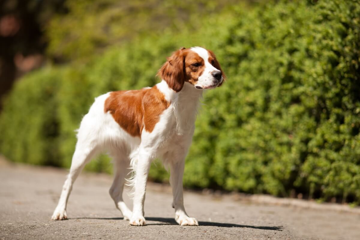 4 características do cachorro da raça spaniel bretão