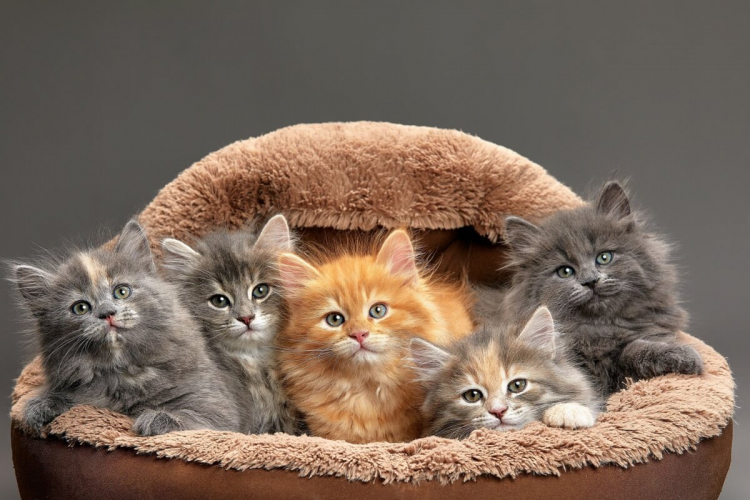 7 curiosidades sobre as cores dos gatos