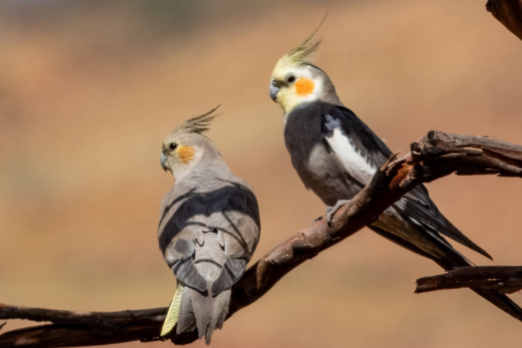 8 curiosidades interessantes sobre as calopsitas