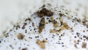 Percevejos e seus excrementos dentro de um recinto em um laboratório da Universidade de Ciências da Malásia (USM)