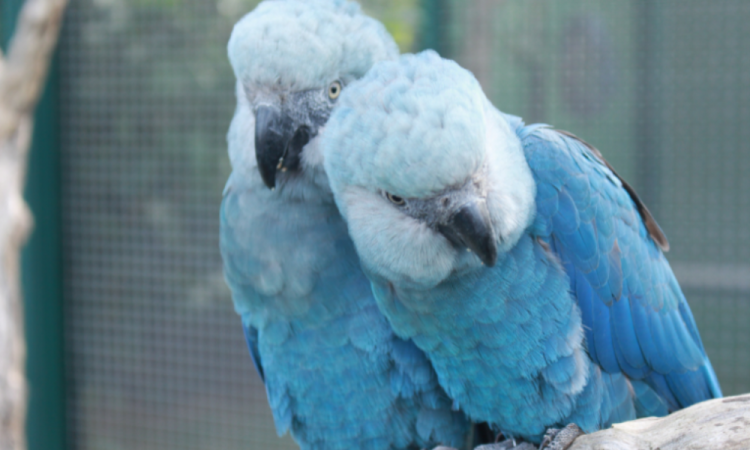 Ararinha-azul (Cyanopsitta spixii) - Foto: Camile Lugarini