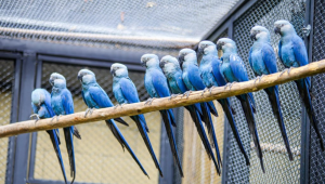 Ararinha-azul, uma das espécies mais raras do mundo, ganha Centro de Conservação no Zoo SP