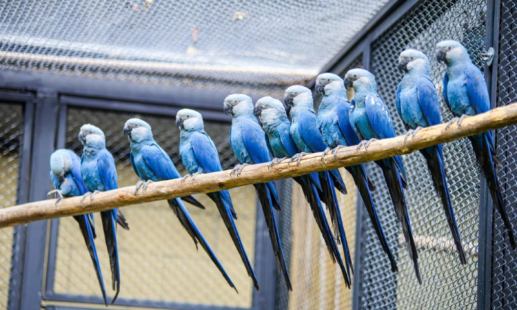 Ararinha-azul, uma das espécies mais raras do mundo, ganha Centro de Conservação no Zoo SP