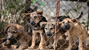 FOTO DE CIMA - Cães observam de uma gaiola em uma fazenda de cães e matadouro na província de Thai Nguyen, em 3 de novembro de 2023. Mais de 40 cães, incluindo uma ninhada de filhotes de 10 dias, foram libertados de um matadouro no Vietnã em 3 de novembro, depois que seu dono abandonou o comércio de carne de cachorro. (Foto de Nhac NGUYEN / AFP)