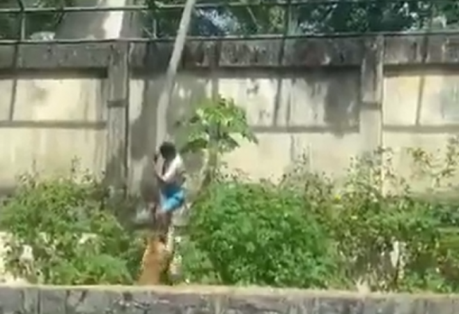 Homem morre após invadir recinto de leoa em João Pessoa; parque é fechado | Jovem Pan