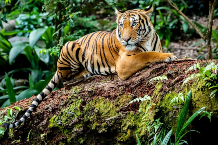 Maiores felinos do mundo: 8 curiosidades sobre os tigres