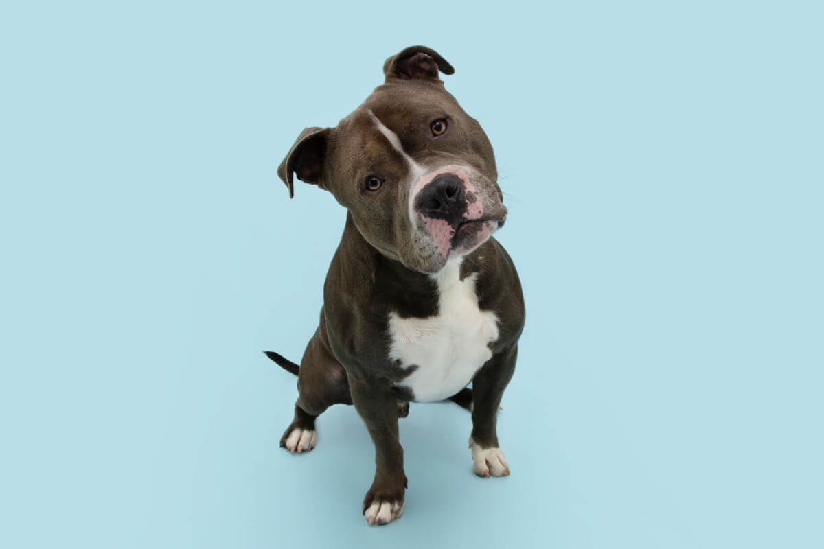 O nome “Nuvem” é perfeito para cachorros que parecem sonhar acordados e têm um olhar tranquilo e introspectivo 