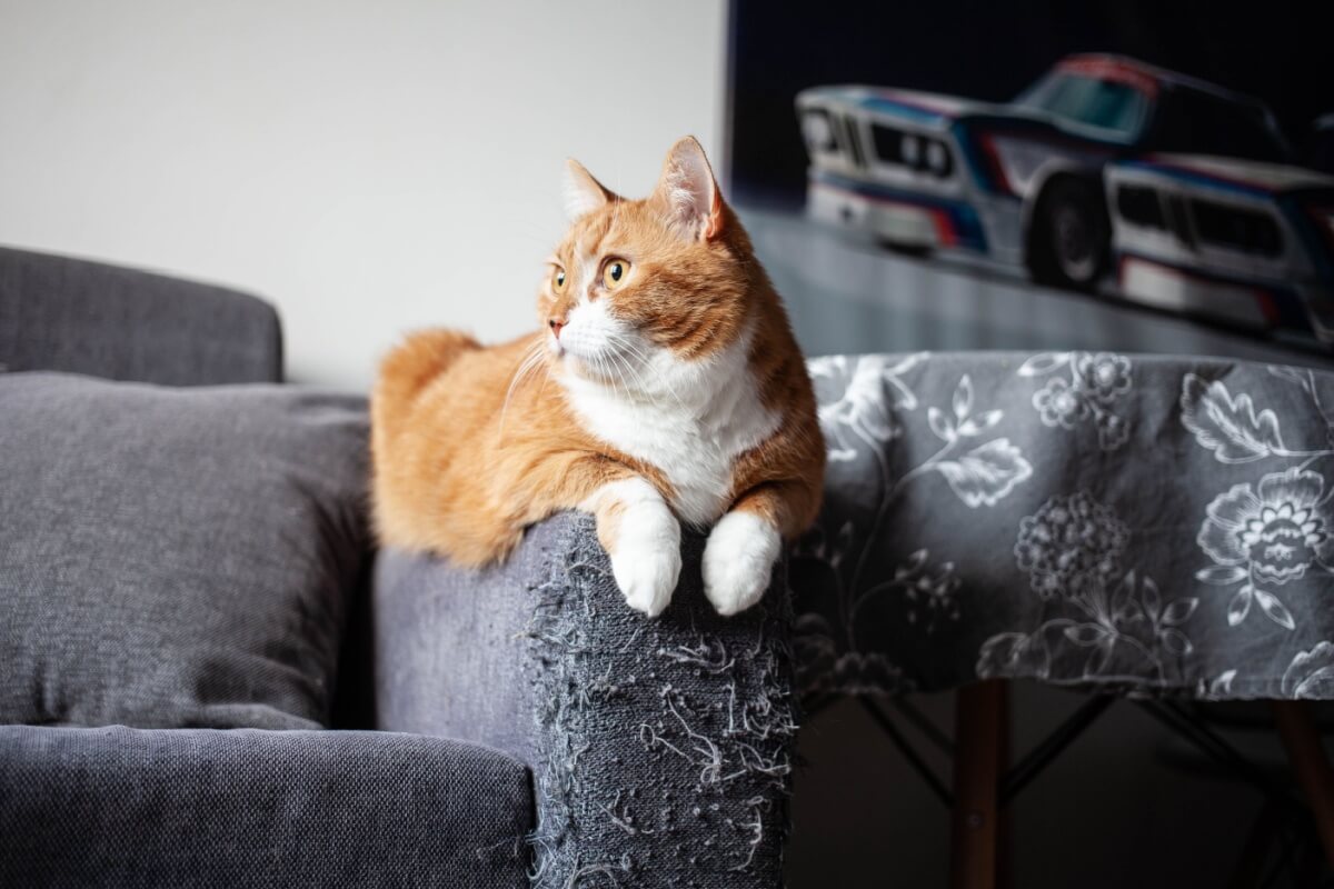 Os gatos arranham móveis como uma forma de comunicação e autocuidado 