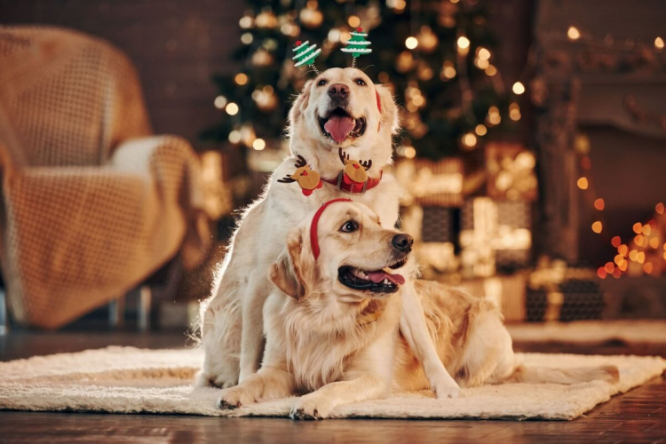 10 dicas para incluir o pet nas celebrações de Natal em família 