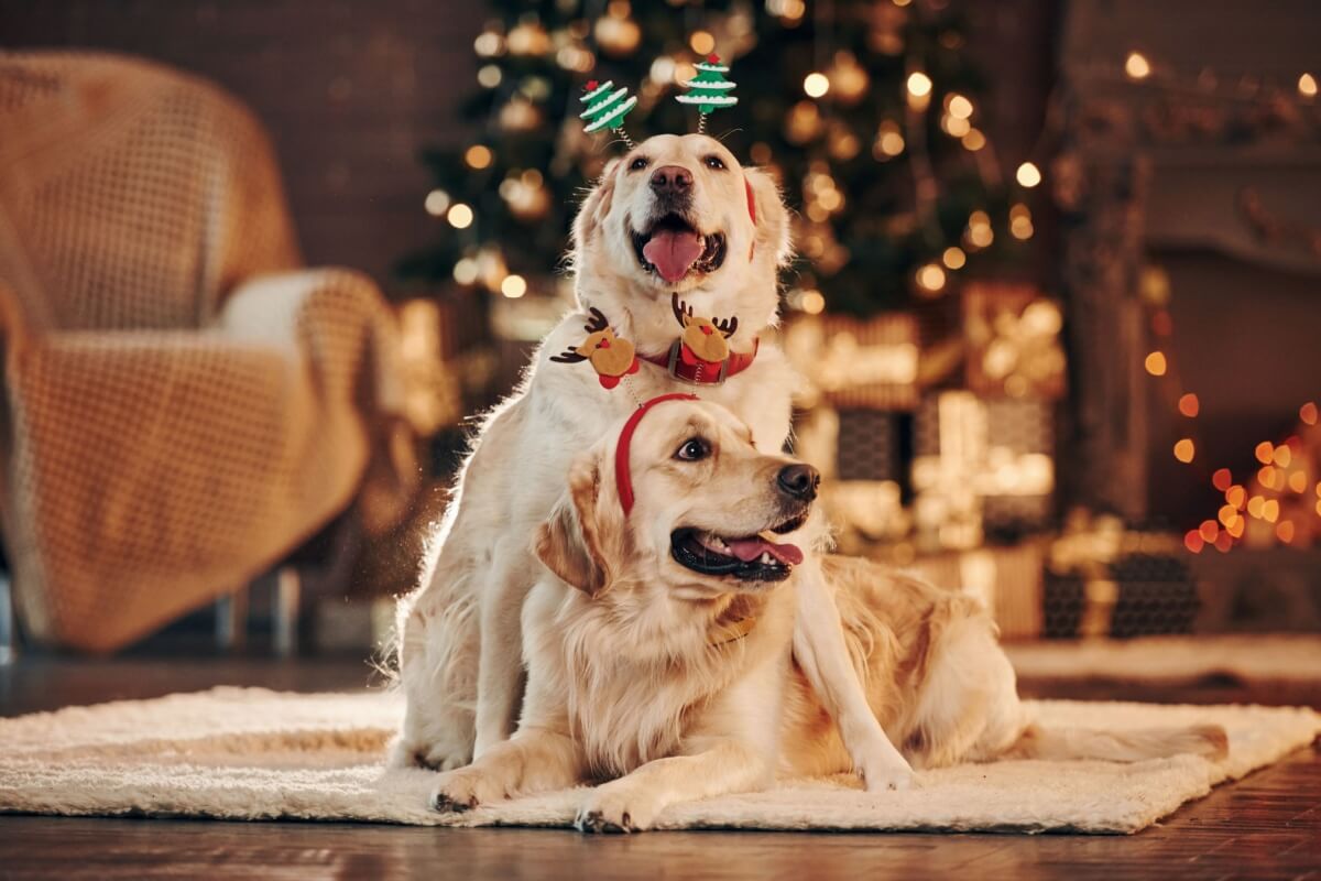 Os pets também merecem participar das comemorações de Natal 