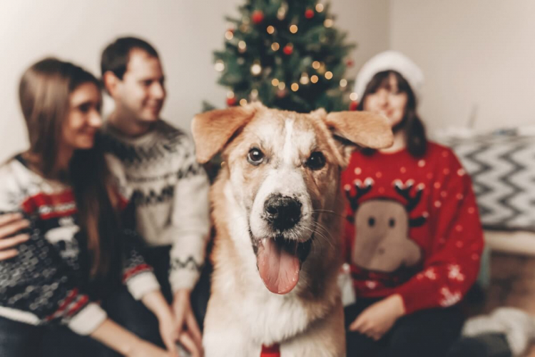 8 dicas para preparar o pet para receber visitas no Natal