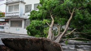 Diversas árvores caíram no bairro da Mooca, zona leste de São Paulo, durante o temporal que atingiu a cidade na tarde de sábado