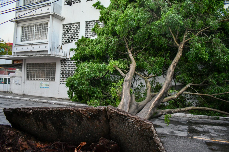 Temporal provoca quedas de árvores e deixa mais de 160 mil imóveis sem luz em SP